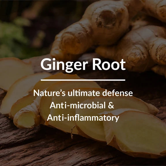 Lotus Botanicals Ginger Root & Black Seed Dandruff Control Hair Oil - 100 ml